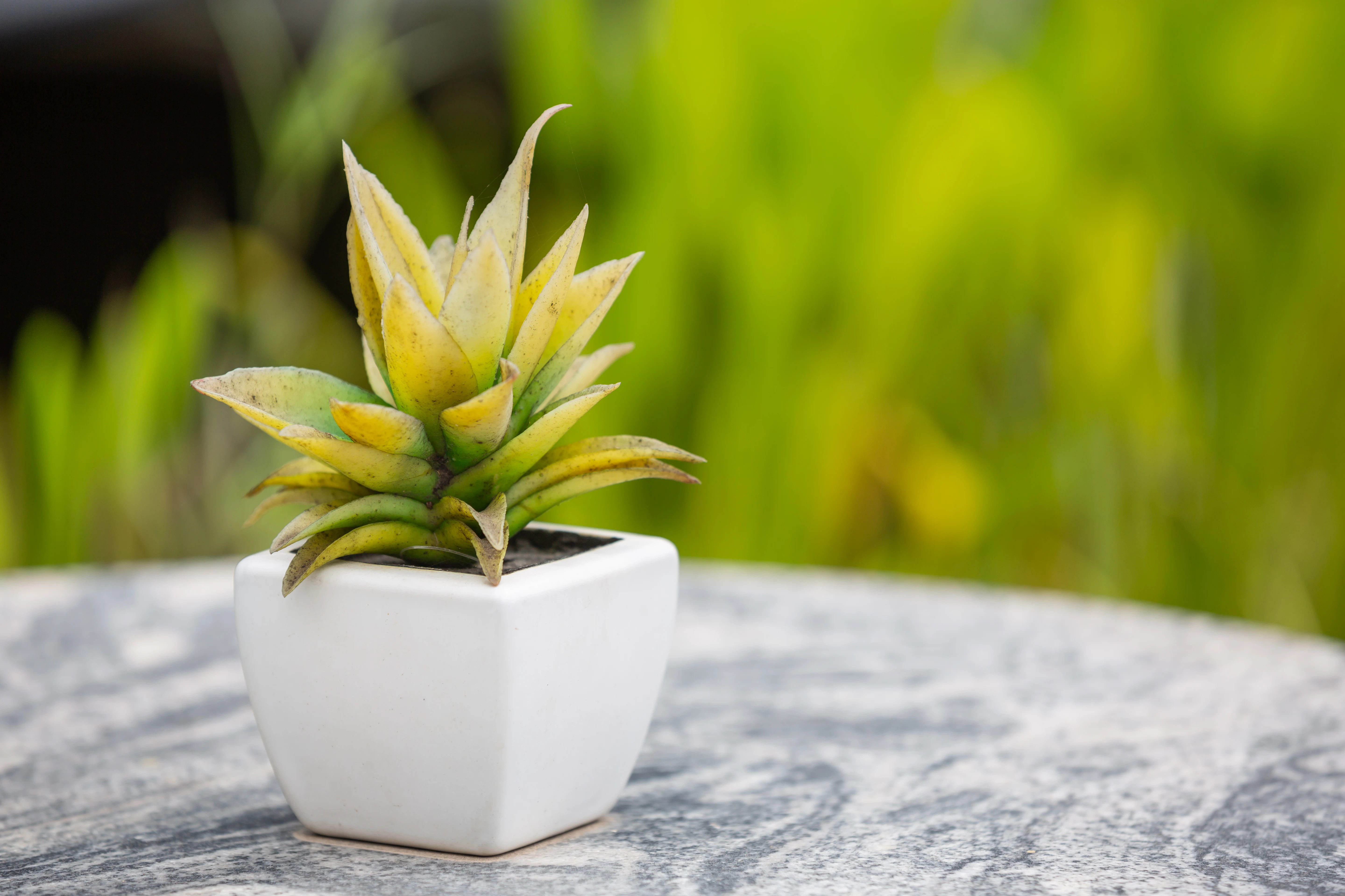 Outdoor Plant