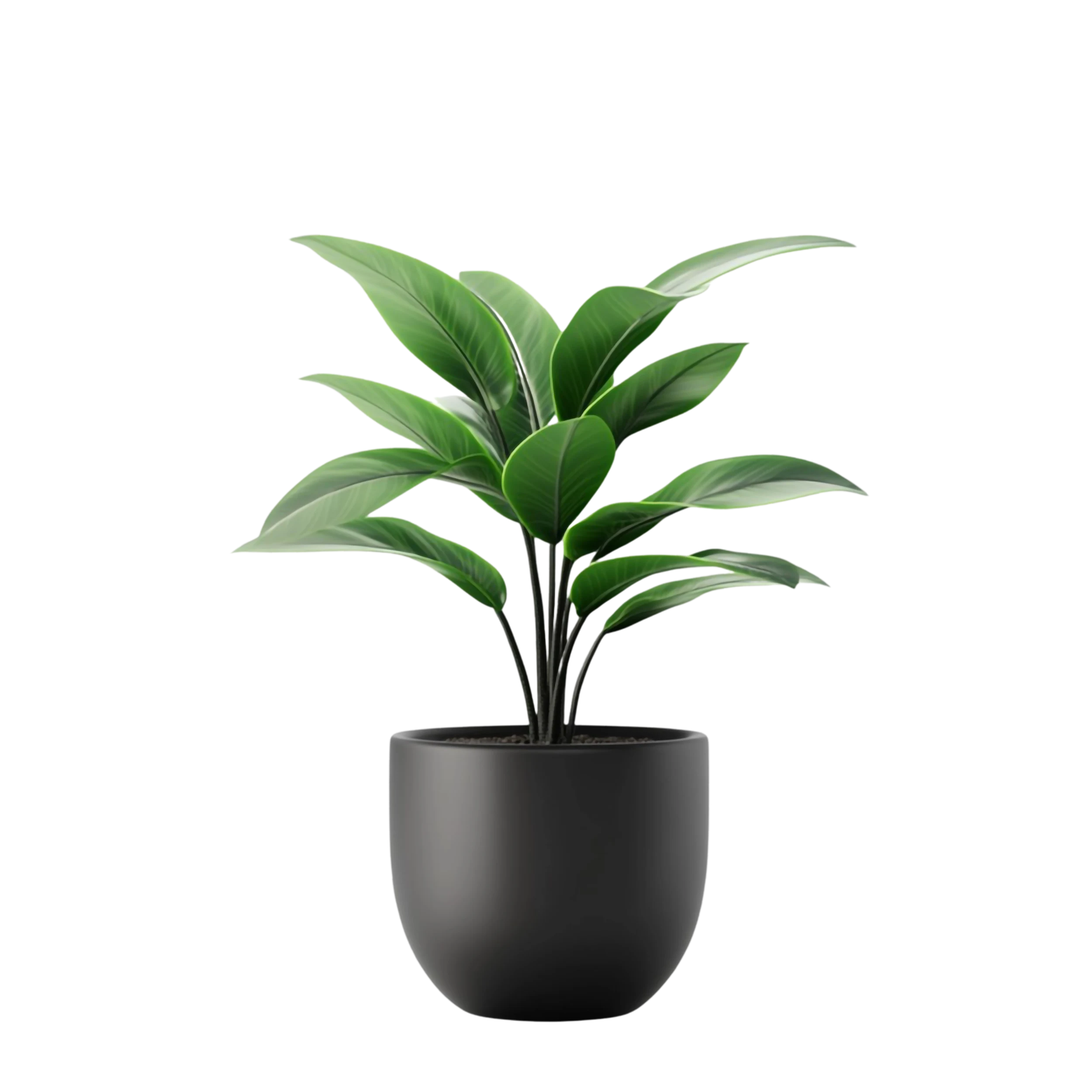 Plant Pot